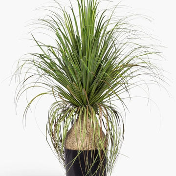 20" Pony Tail Palm - UV Treated