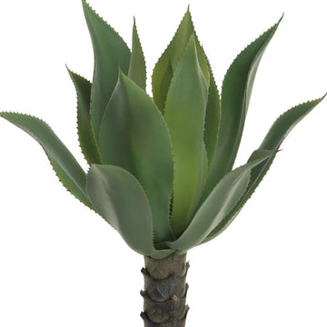 23" Agave Stem - UV Treated
