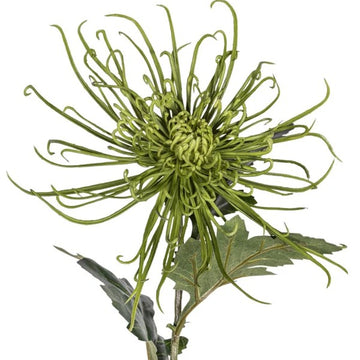30" Spider Mum Stem - Green