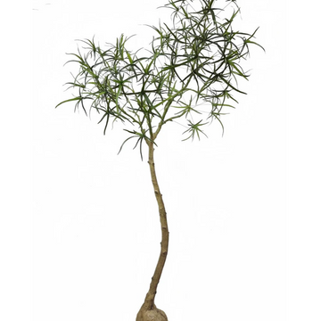 6.5' Queensland Bottle Palm