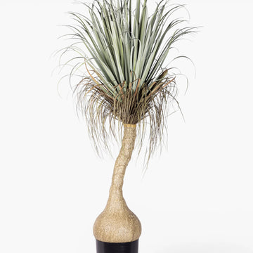 6' Pony Tail Palm Tree - UV Treated