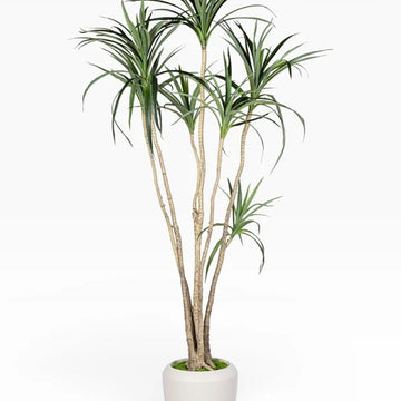7' Dracaena Marginata in Round Tapered Pot - White