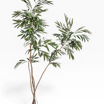 8.5' Ficus Alii Tree