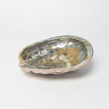 Abalone Shell Dish [VINTAGE]